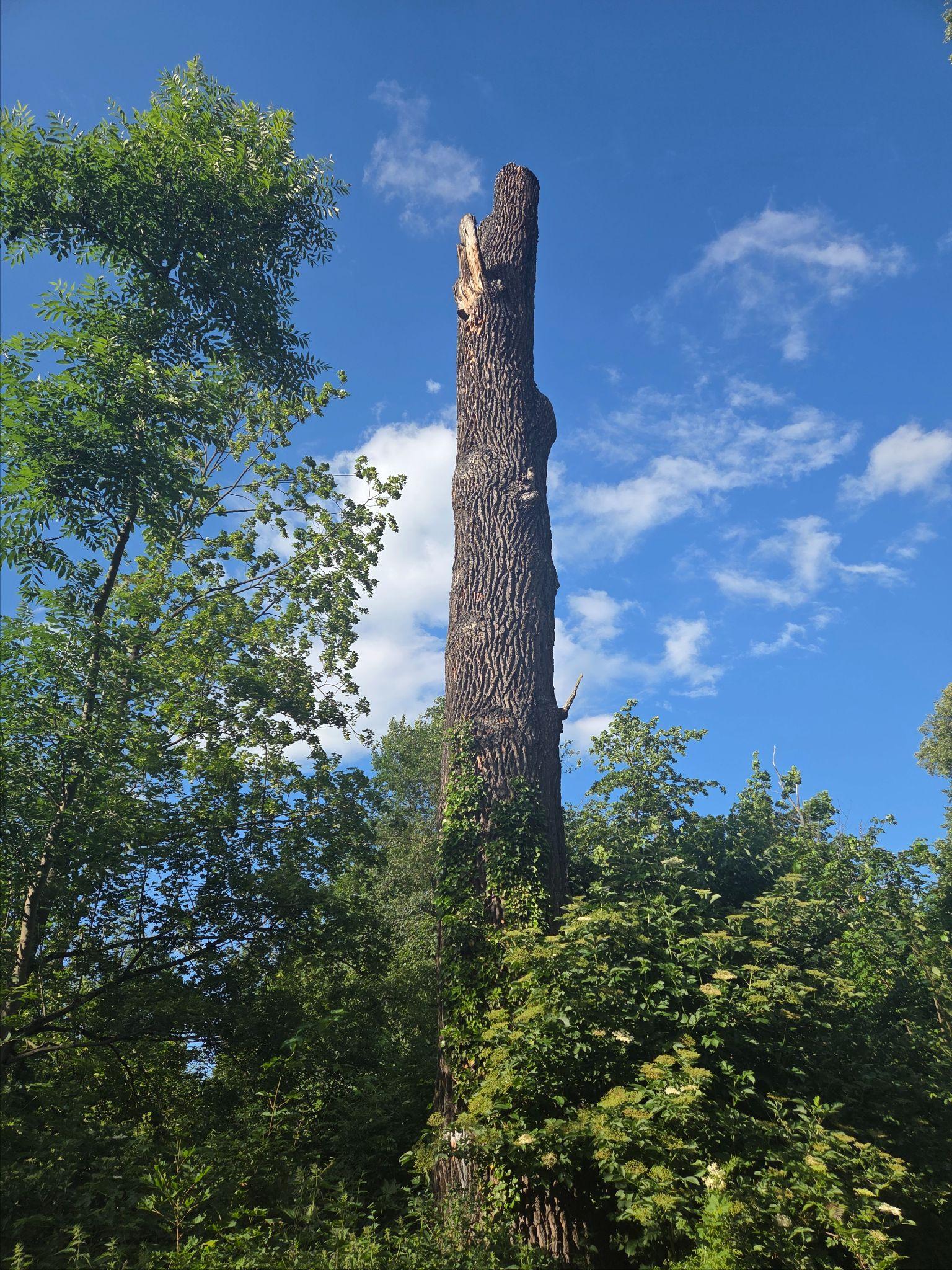 Baum und Baumstamm aus dem Testdatensatz